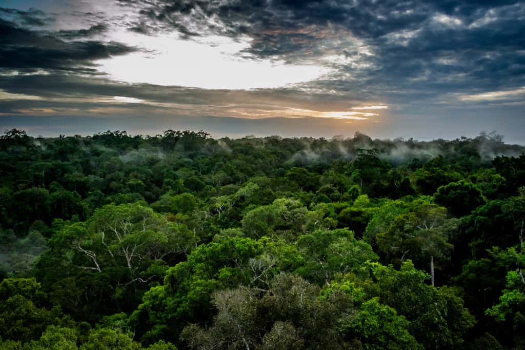 Le cœur même de la forêt amazonienne, que l'on pensait préservé, pourrait être touché par cette savanisation. © Marcos Mello, Adobe Stock