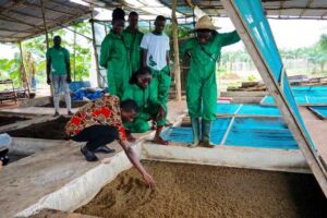 M. Obognon en train de vérifier l'état du compost