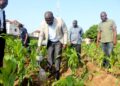 Journée nationale de l’arbre : le ministère de l’agriculture met 200 plants en terre