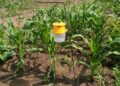 Protection du maïs : le FSRP-Togo déploie 500 pièges à phéromones contre la chenille légionnaire
